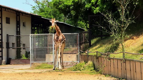 giraffe explores enclosure at sunny zoo. a giraffe interacts with its enclosure during a bright day at the zoo, surrounded by greenery and structures