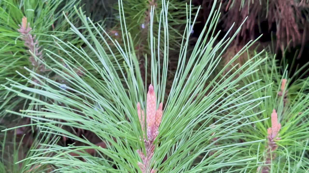 Detailed view of pine needles and cones with subtle camera movement, highlighting natural textures and colors in a serene environment