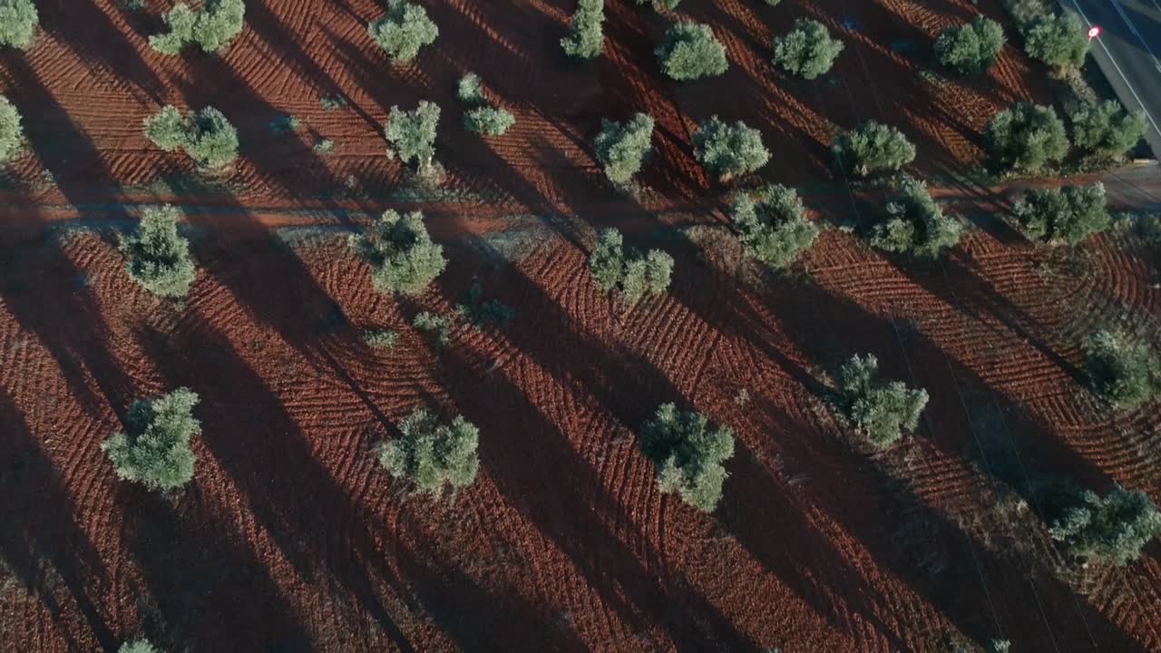 천정 평면에서 시작하여 올리브 나무 밭을 드러내는 샷