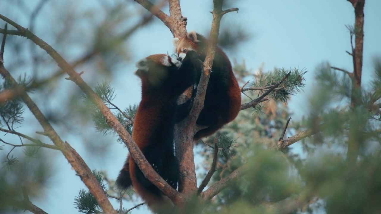 Due simpatici panda rossi si annusano su un pino.