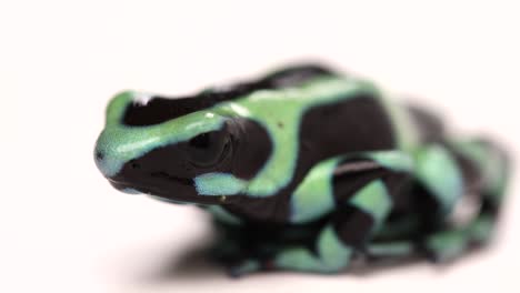 poison dart frog macro closeup breathing slomo