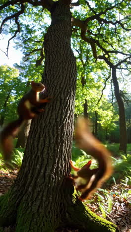 red squirrels in a forest