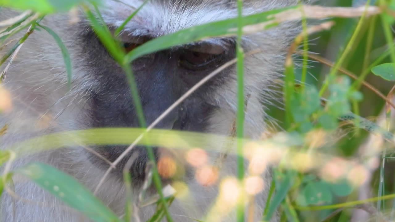 primer plano de un mono de cara negra comiendo y masticando hierba alta fresca