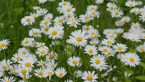 Close-up-view-of-chamomiles