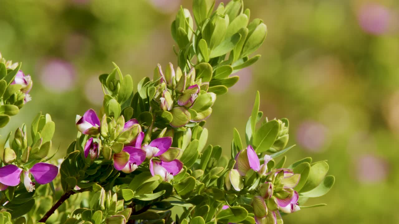 Camera smoothly racks focus onto succulent plant with pink-purple flowers, sunlit coastal background, shallow depth
