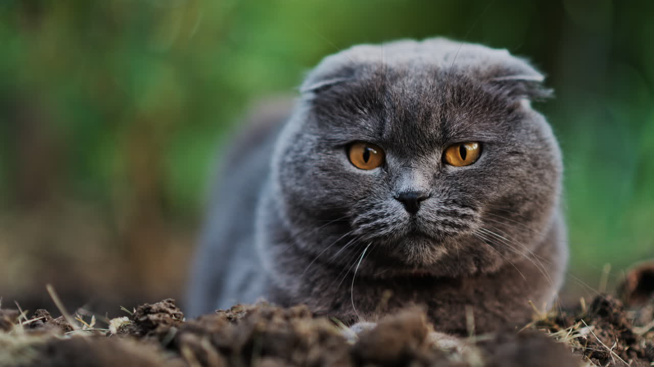 Close up of a Scottish Fold cat with orange eyes sitting on the ground in a garden