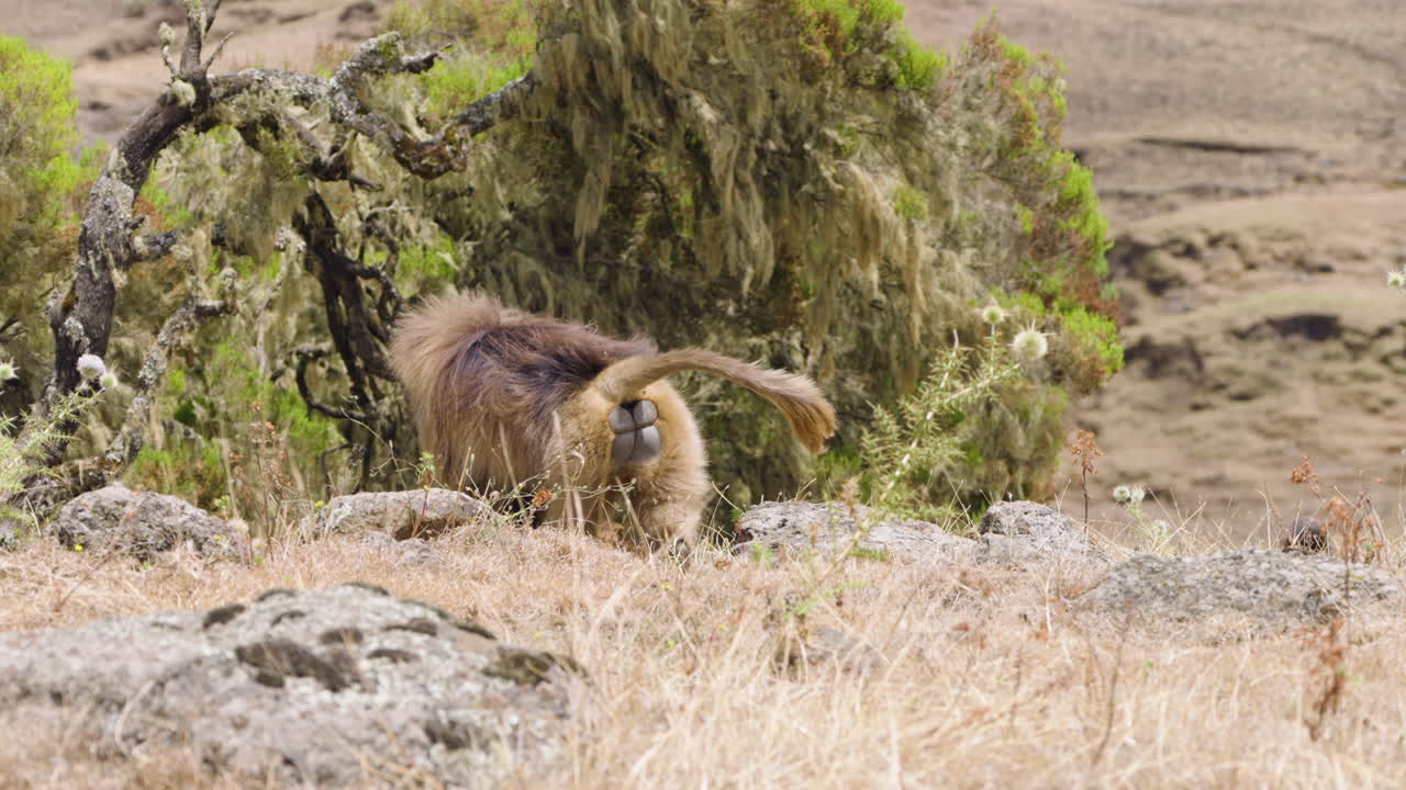 An Adult Gelada Monkey (Theropithecus Gelada) In Simien Mountains, Ethiopia. Slow Motion Shot