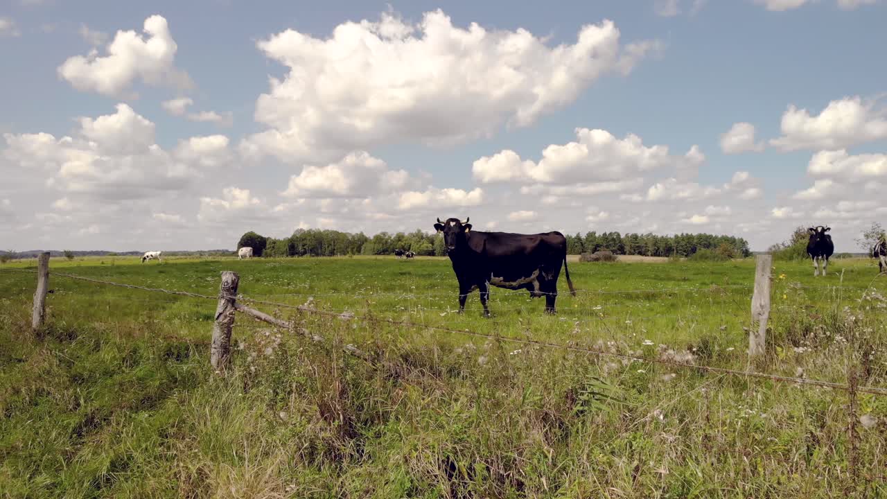 Una ripresa statica di una mucca nera in piedi in un campo. L'animale guarda avanti, sta sull'erba verde e mastica, sopra di essa c'è un bellissimo cielo blu con belle nuvole