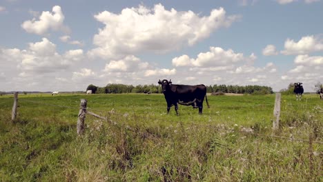 a static shot of a black cow standing in a field, the animal looks forward, stands on green grass and chews, above it there is a beautiful blue sky with nice clouds