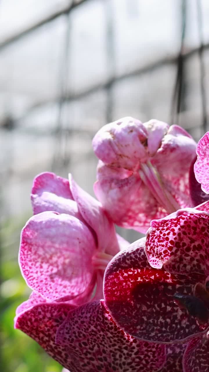 orquídeas rosadas vibrantes que caminan floreciendo en un ambiente de invernadero soleado