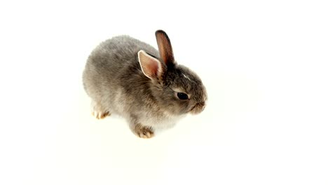 conejo de pascua sobre un fondo blanco