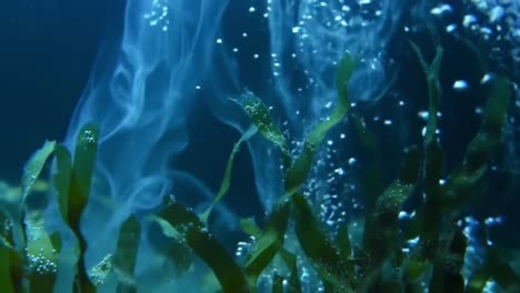 underwater seaweed with smoke and bubbles