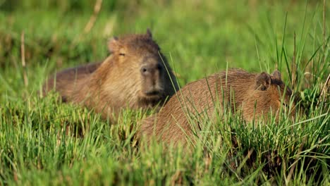 two capybaras lying close together in dense tall grass, one looking forward with relaxed eyes, ibera wetlands, argentina