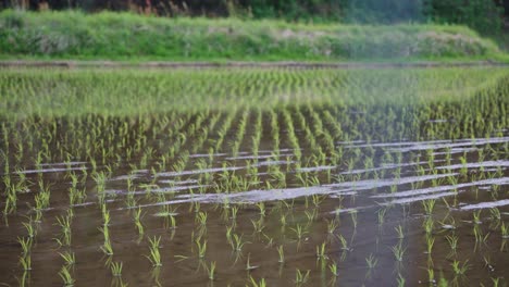 Freshly-planted-Rice-seedlings-planted-in-Daisen,-Tottori,-Spring-in-Japan