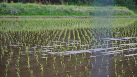 Plántulas-De-Arroz-Recién-Plantadas-En-Daisen,-Tottori,-Primavera-En-Japón