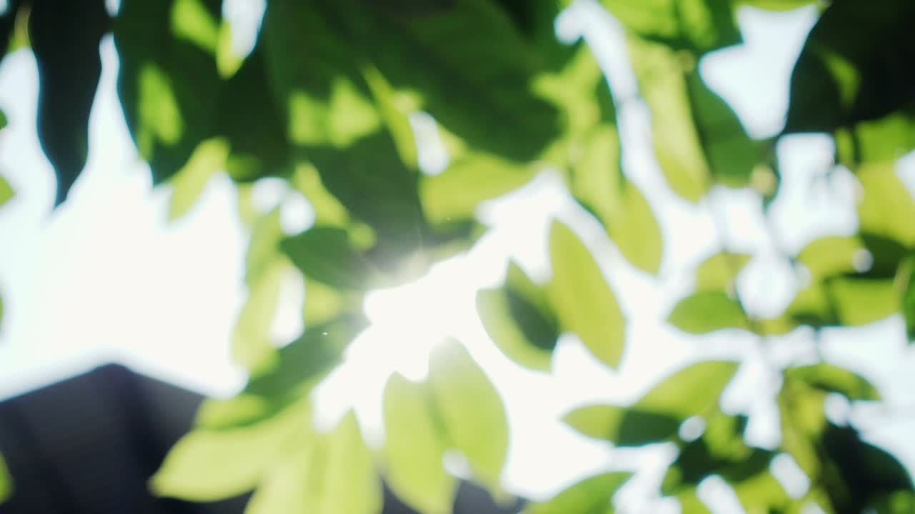 자연적인 빛 녹색 잎은 밝은 빛과 함께 흐릿한 배경입니다.