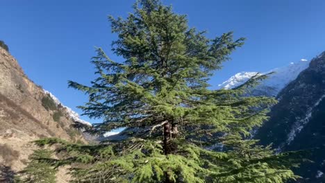 verdant pine tree in the cold valley of kinnaur locality in himachal pradesh, india