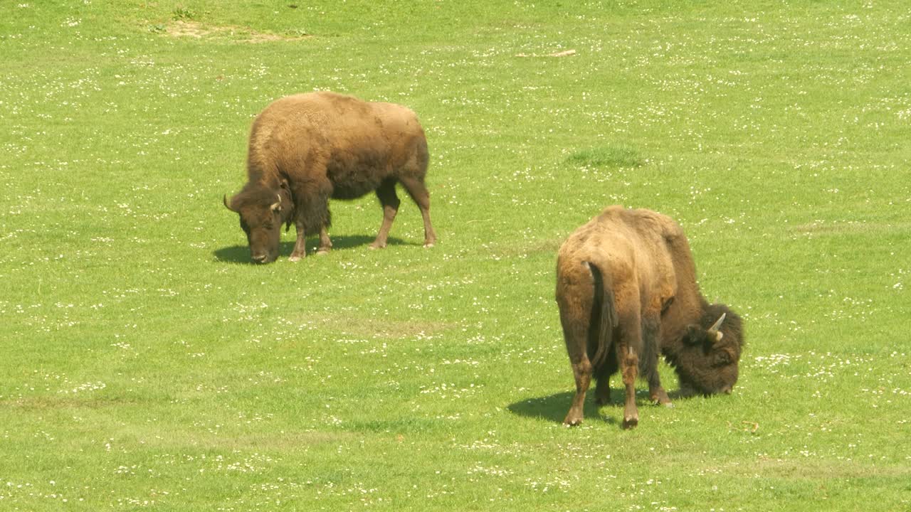 dos bisontes pastando en un prado verde al sol en un recinto en un zoológico