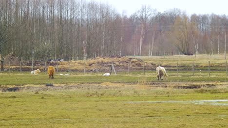 The-small-herd-of-Charolais-cattle,-cows-eating,-countryside-outdoor-view-on-a-sunny-spring-day,-distant-medium-shot