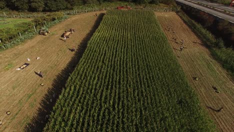 Volando-Sobre-Campo-De-Maíz-Y-Gente-Trabajando