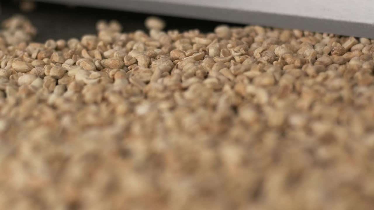 땅콩 기, 견과류 공장에서 분류 작업, 기 땅콩 포장 생산 라인