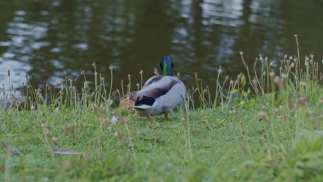 Un-Par-De-Patos-Y-ánades-Reales-Que-Habitan-Junto-Al-Agua-Del-Río-En-Un-Entorno-Natural,-Naturaleza-En-Estilo-Cinematográfico-De-Vida-Silvestre