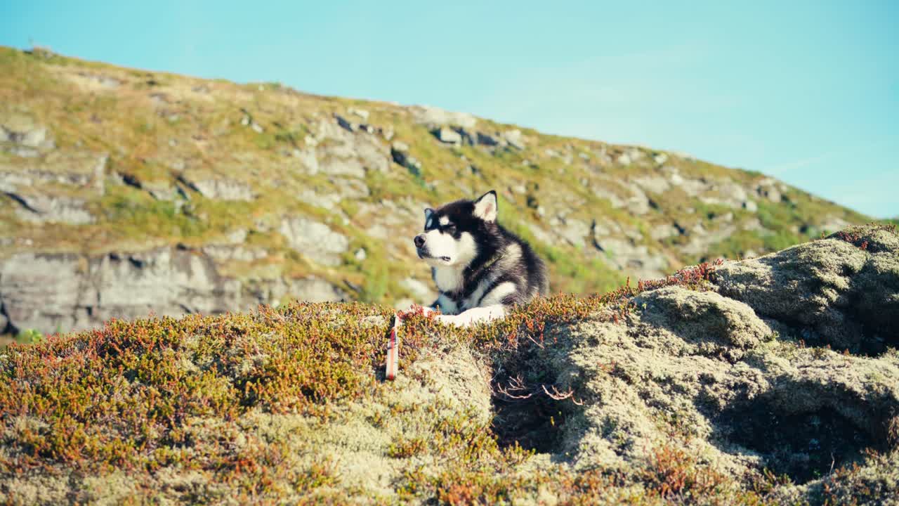 el perro malamute de alaska descansando en la colina en indre fosen, noruega - toma amplia