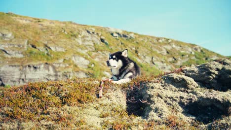 el perro malamute de alaska descansando en la colina en indre fosen, noruega - toma amplia
