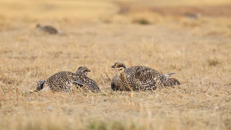 close up of two sharp tailed grouse performing lek or mating ritual