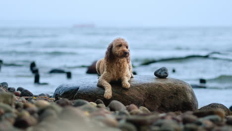 Goldendoodle-Dog-Lying-Resting-on-Bloudler-With-Splashing-Wave-Rolling-Over-Pebble-Stony-Beach-in-Background---Low-angle-Slow-Motion