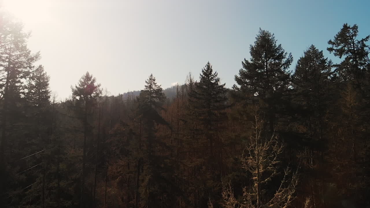 Ripresa aerea di alberi dell'Oregon in autunno.