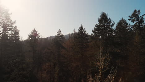 Aerial-capture-of-Oregon-trees-in-the-Fall-season