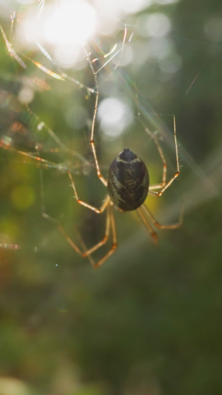 Small spider with thin legs hangs on web at light wind in park slow motion. Probe lens footage of live creature macro view bokeh effect