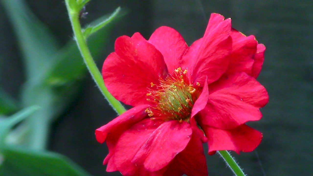 Fiore di Geum che cresce in un giardino di campagna inglese.