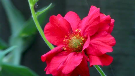 geum flower growing in an english country garden