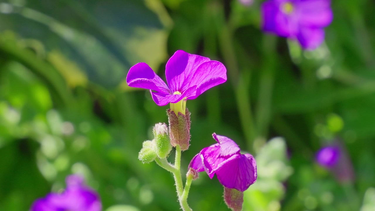 Levende lilla blomster svajer blidt i en solbeskinnet have. Grønne blade indrammer sarte kronblade med blød fokus. Blomster gløder i naturligt sommerlys og brise. Ideel til natur-, blomster- eller haveprojekter.