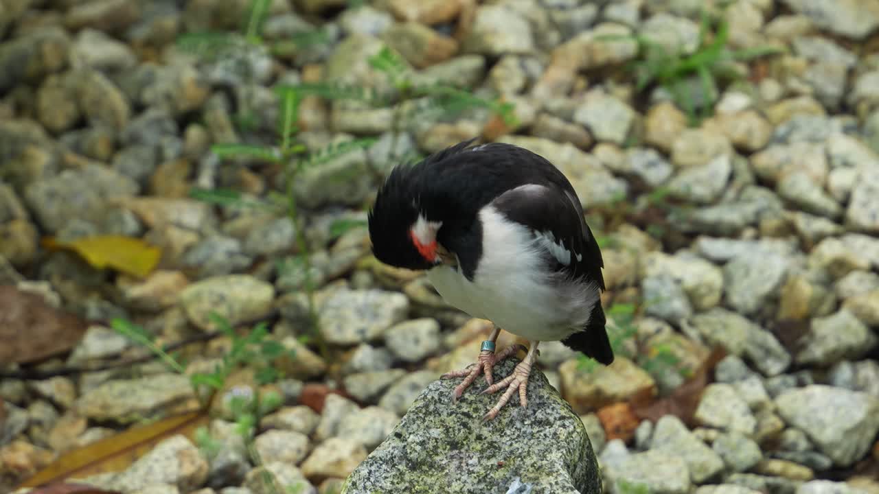 멸종 위기에 처한 조류 종인 자바 피드 스털링이 바위 위에 앉아서 털을 고 청소하는 장면