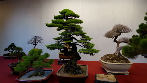 bonsai tree collection