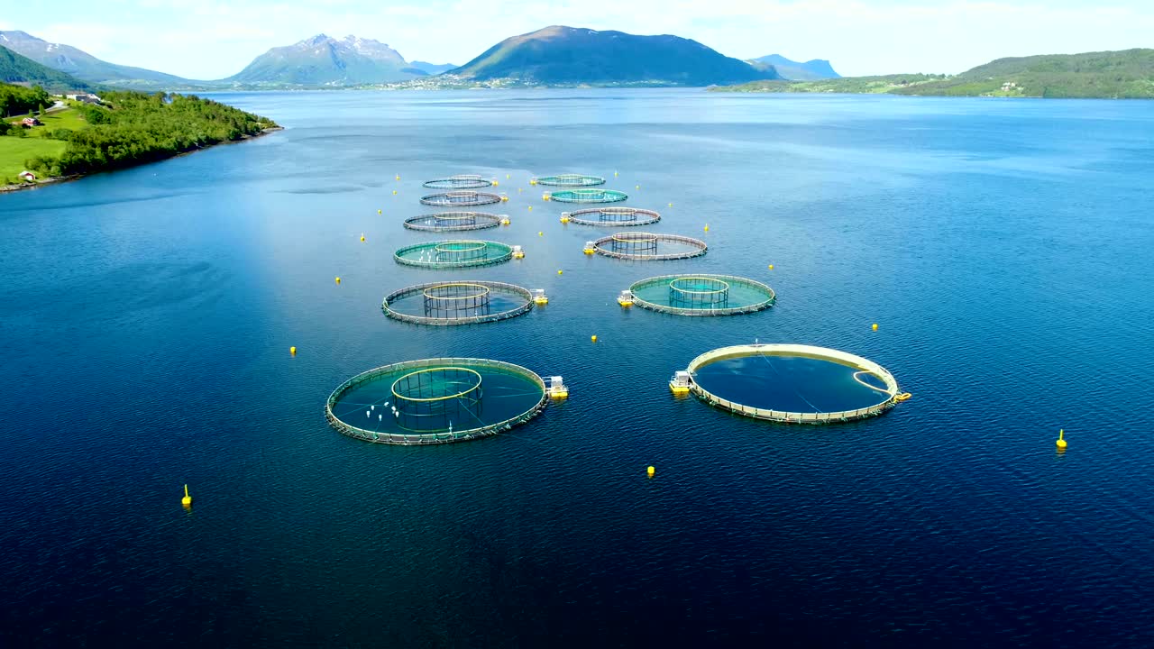 노르웨이에서 연어  ⁇ 시를 하는 공중 촬영