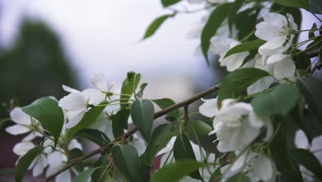 las manzanas blancas en primavera