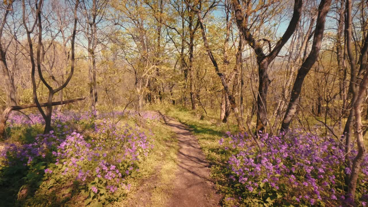 First person view (POV) of walking on a dirt trail through a forest on a sunny day. Golden trees and purple flowers lining the path. Camera moving forward slowly. High quality 4k b-roll