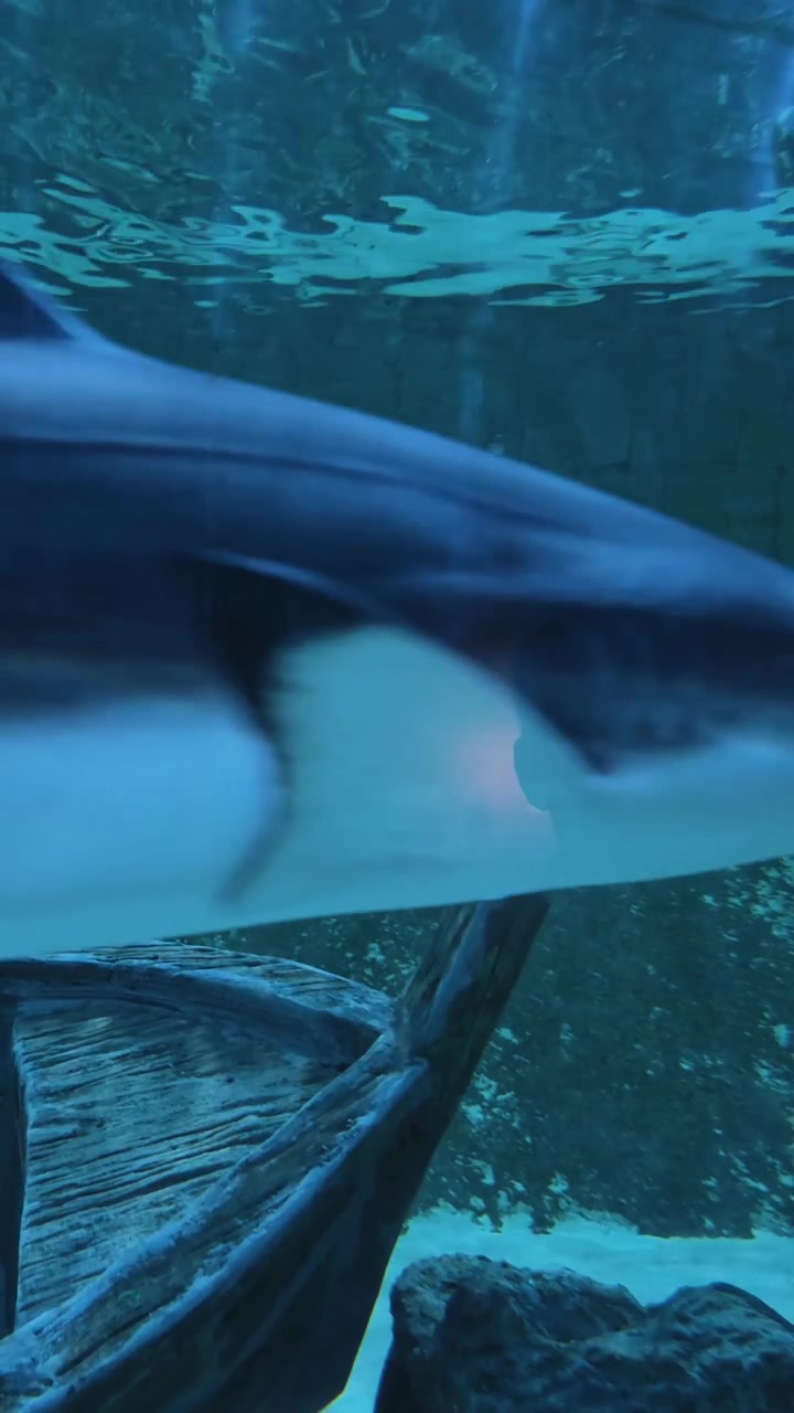 Sharks swimming through a massive indoor aquarium.