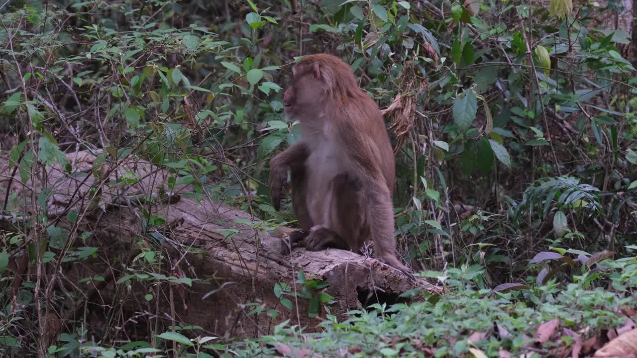 macaco asamés, macaca assamensis, masculino, santuario de vida silvestre de phu khiao