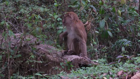 assamese macaque, macaca assamensis, male, phu khiao wildlife sanctuary