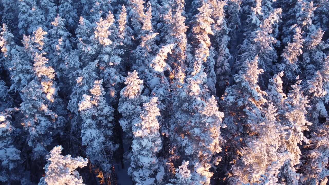 Boreale årstidsskoger dekket med rim i tidlig morgenlys, flyfoto