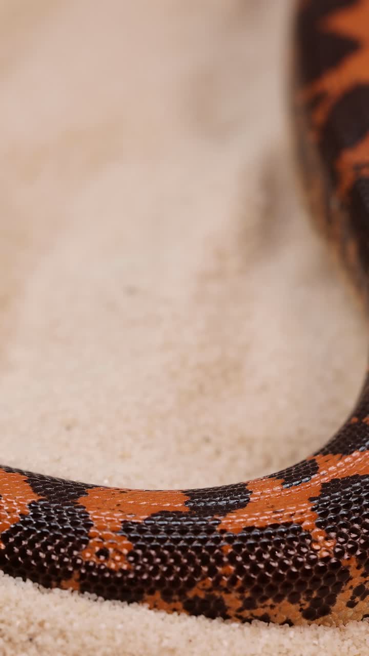 Un boa delle sabbie keniota si muove con grazia sulla sabbia, mettendo in mostra il suo motivo e la sua texture distintivi con illuminazione naturale