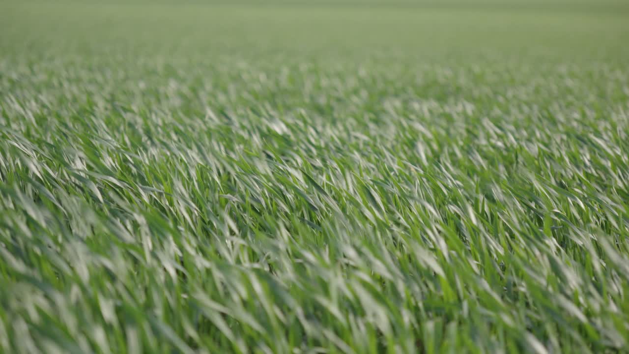 Close Up of Wind blow through green grass, deep focus