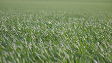 close up of wind blow through green grass, deep focus