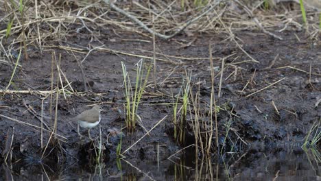 Common-sandpiper-is-looking-for-food-at-river-bank-mud-in-spring