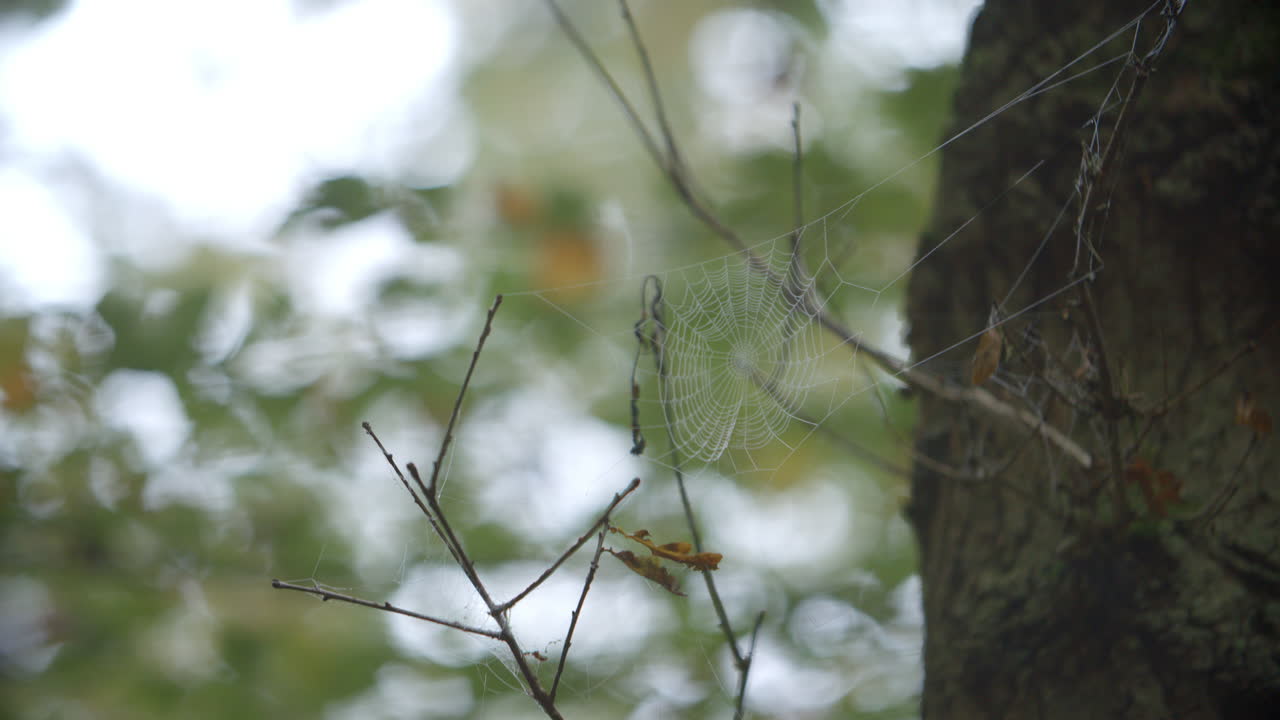 Dew Covered Cobweb In Autumn Woodland
